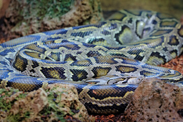 Burmese python (Python bivittatus, stone near river habitat. Wildlife scene from nature. Snake from Thailand in Asia