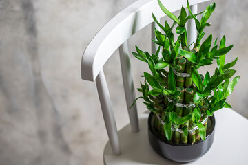 Green bamboo plant in a pot on a white chair. Small plants in a vase to decorate the house and...
