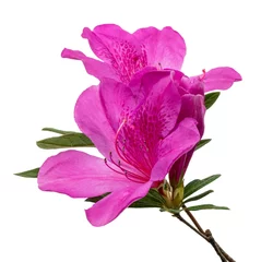 Gordijnen Azaleas flowers with leaves, Pink flowers isolated on white background with clipping path © Dewins