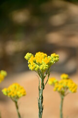 Helichrysum arenarium sandy immortelle