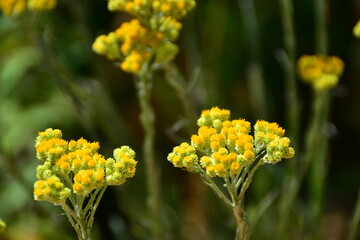 Helichrysum arenarium sandy immortelle