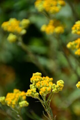 Helichrysum arenarium sandy immortelle
