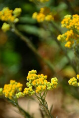 Helichrysum arenarium sandy immortelle