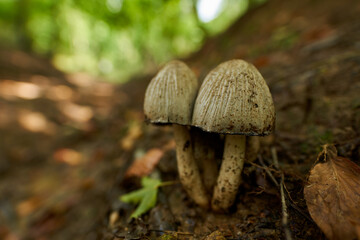 Mushrooms in the forest, closeup
