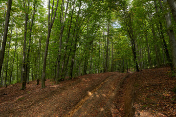 Beech forest and hiking trail