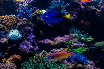 サンゴ礁と魚