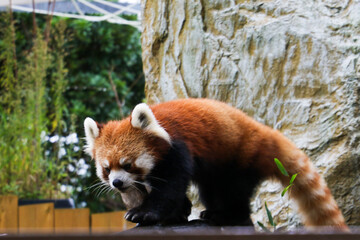 レッサーパンダ © kazu8