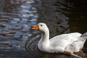 white feathered domestic goose swimming in a pond in winter