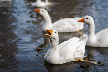 Naklejka na ściany i meble white feathered domestic geese swimming in a pond in winter