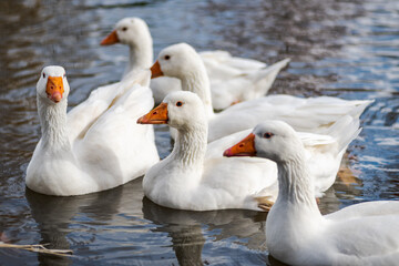 Obraz premium white feathered domestic geese swimming in a pond in winter
