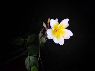 Chumbanam flower