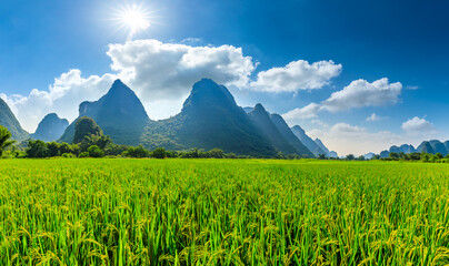 Fototapeta premium Ripe rice field and mountain natural scenery in Guilin,China.