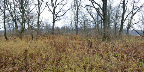 Autumn walks through forests and fields, beautiful panorama.
