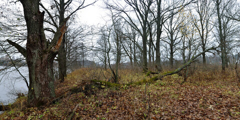 Fototapeta premium Autumn walks through forests and fields, beautiful panorama. 