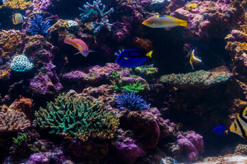Naklejka na ściany i meble サンゴ礁と魚