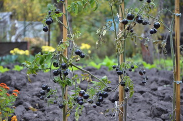 Exotic bushes of black cherry tomatoes. Delicious and unusual bright black tomatoes grow on bushes. Country garden with tomatoes.