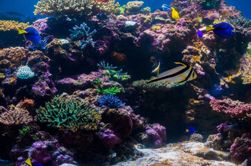 Fototapeta na wymiar サンゴ礁と魚