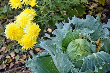 Juicy head of cabbage and bright yellow flowers of chrysanthemums. Autumn harvest of vegetables and...