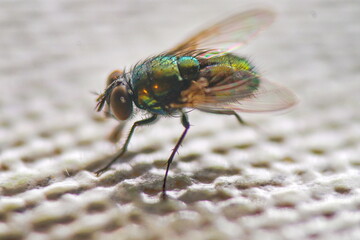 Stubenfliege 4 close-up