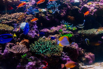 Naklejka na ściany i meble サンゴ礁と魚