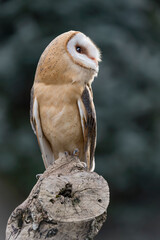The Barn owl (Tyto alba)