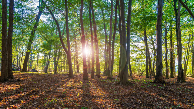 Sun shining through a colorful autumn forest © DZiegler