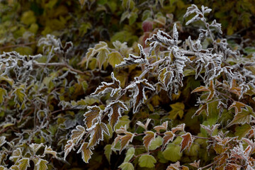 Plants at the first frost.