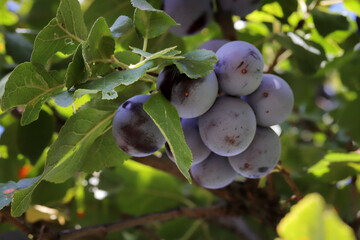 Ripe plums hanging on the branches of a tree.