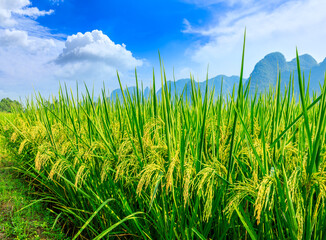 Ripe rice field and mountain natural scenery in Guilin,China.