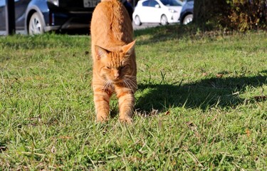 ねこ　茶トラ　のらねこ