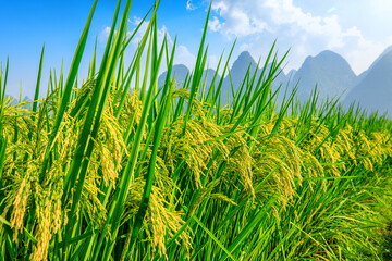 Ripe rice field and mountain natural scenery in Guilin,China.