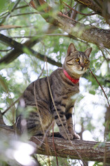 Naklejka na ściany i meble A domestic tabby cat with yellow eyes hides in the branches of a tree.