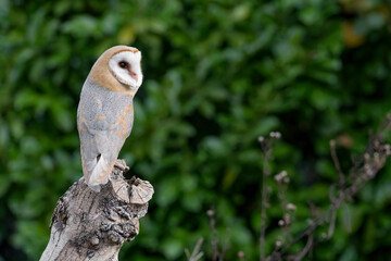 Barn owl perched on a branch (Tyto alba)