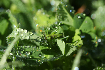 Raindrops, green leaves and the mantis