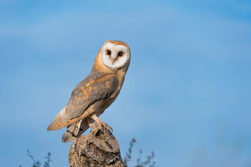 Barn owl with blue sky on background (Tyto alba)
