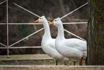 white feathered domestic geese in a park in winter