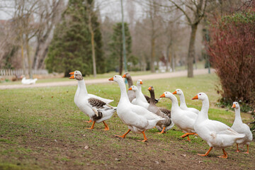 white feathered domestic geese in a park in winter