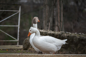 white feathered domestic goose in a park in winter