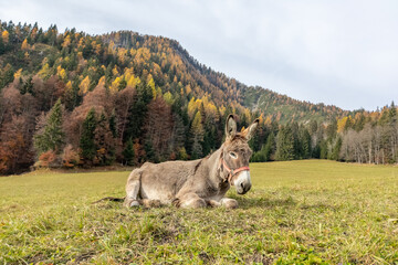 Obraz premium Donkey in the mountains on a grass field with behind a wood with autumn colors