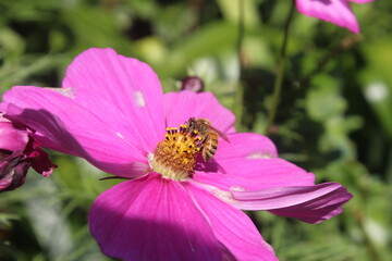 bee on pink flower