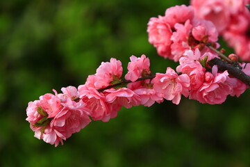 Blooming cherry blossoms, very beautiful