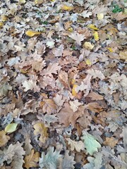fallen autumn leaves