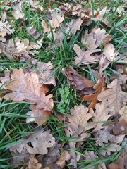 autumn leaves in the grass