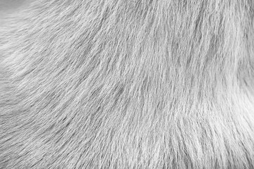 Animal texture or dog fur patterns skin background