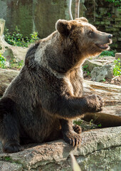 Obraz premium The bear sits and waves its paws. Kaliningrad Zoo. Russia september 2020