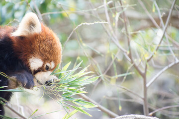 レッサーパンダ