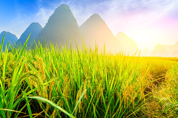 Fototapeta na wymiar Ripe rice field and mountain natural scenery in Guilin,China.