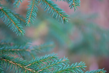 Naklejka na ściany i meble Natural background. Green branches of a coniferous tree. Forestry concept. A photo with a shallow depth of field. Selective focusing of branch tips. Copy space.