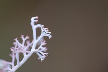 Natural background. Branch of white moss, closeup. A photo with a shallow depth of field.