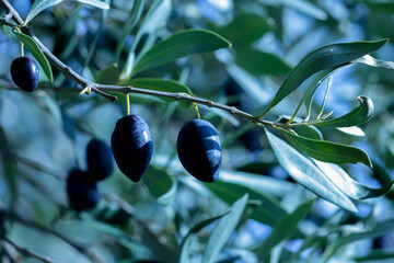 olive olives leaf tree food background